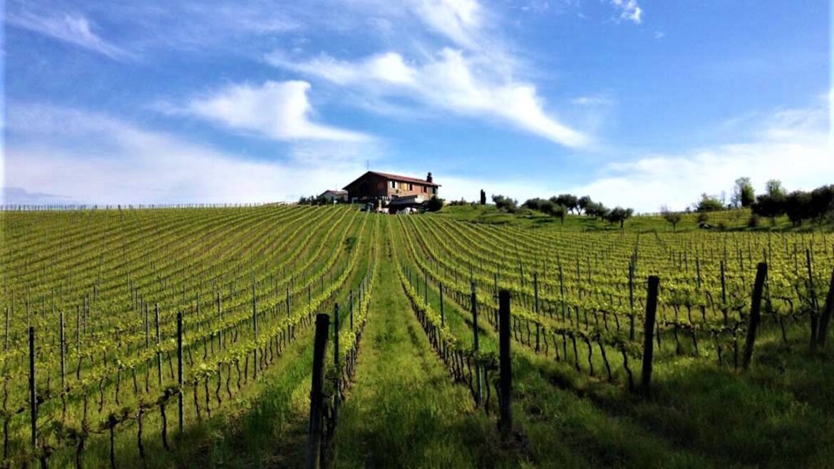 degustazione vini